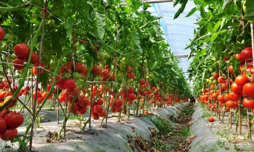 沈阳通辽水果大棚里面比较适合种植什么样的水果