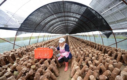 在沈阳通辽食用菌大棚遇到虫害怎么办