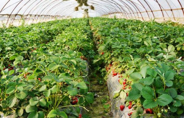 在沈阳通辽草莓大棚种植时要避免的问题
