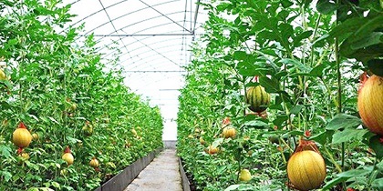 如何提升通辽蔬菜大棚的种植技术